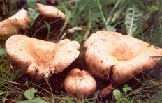 Гриби грузді, всі види груздів з фото і описом, енциклопедія грибів (грузді) Гриби грузді, всі види груздів з фото і описом, енциклопедія грибів
