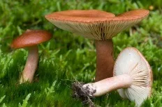 Гриби грузді, всі види груздів з фото і описом, енциклопедія грибів (гриби) Гриби грузді, всі види груздів з фото і описом, енциклопедія грибів