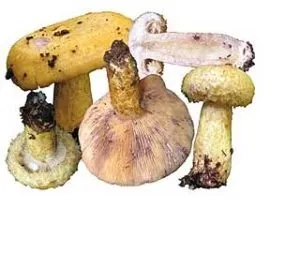 Гриби грузді, фото, опис, здорове харчування (Сироежковие Russulaceae Синоніми) Гриби грузді, фото, опис, здорове харчування