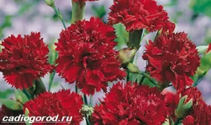 гвоздика турецька