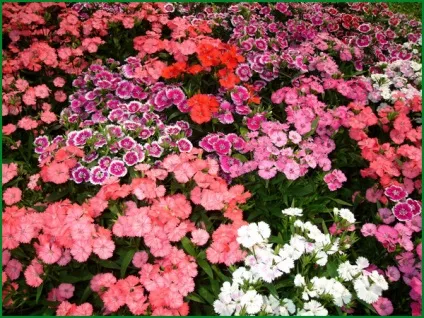 Гвоздика турецька посадка і догляд, фото у відкритому грунті, вирощування і розмноження сорту, (відкритому) Гвоздика турецька посадка і догляд, фото у відкритому грунті, вирощування і розмноження сорту,
