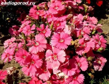 гвоздика турецька