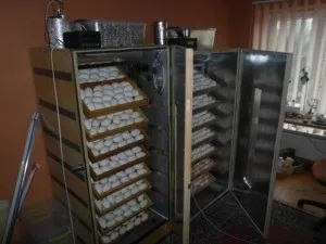 Інкубатор з холодильника своїми руками креслення, відео і докладна інструкція, як зробити (своїми) Інкубатор з холодильника своїми руками креслення, відео і докладна інструкція, як зробити
