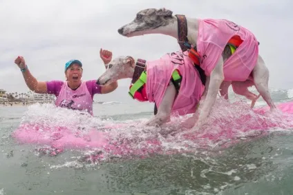 Imperial beach surf dog змагання з серфінгу серед собак в каліфорнії (beach) Imperial beach surf dog змагання з серфінгу серед собак в каліфорнії