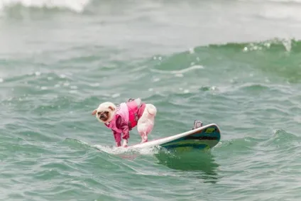 Imperial beach surf dog змагання з серфінгу серед собак в каліфорнії (змагання) Imperial beach surf dog змагання з серфінгу серед собак в каліфорнії