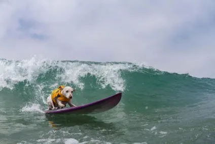 Imperial beach surf dog змагання з серфінгу серед собак в каліфорнії (змагання) Imperial beach surf dog змагання з серфінгу серед собак в каліфорнії