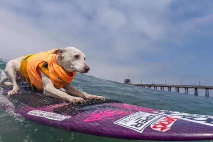 Imperial beach surf dog змагання з серфінгу серед собак в каліфорнії (imperial) Imperial beach surf dog змагання з серфінгу серед собак в каліфорнії
