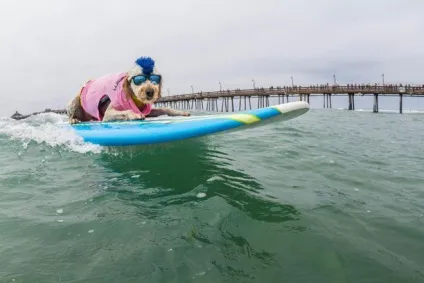 Imperial beach surf dog змагання з серфінгу серед собак в каліфорнії (imperial) Imperial beach surf dog змагання з серфінгу серед собак в каліфорнії