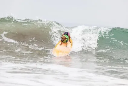 Imperial beach surf dog змагання з серфінгу серед собак в каліфорнії (beach) Imperial beach surf dog змагання з серфінгу серед собак в каліфорнії