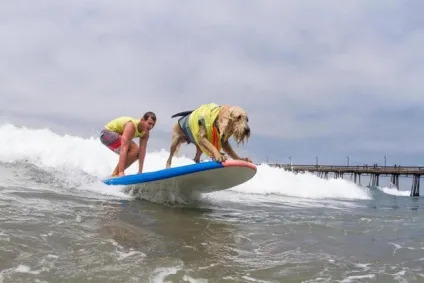 Imperial beach surf dog змагання з серфінгу серед собак в каліфорнії (surf) Imperial beach surf dog змагання з серфінгу серед собак в каліфорнії
