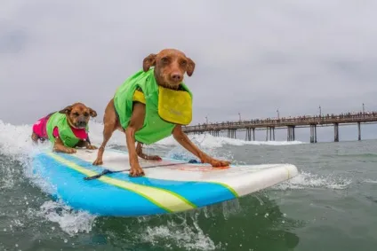 Imperial beach surf dog змагання з серфінгу серед собак в каліфорнії (imperial) Imperial beach surf dog змагання з серфінгу серед собак в каліфорнії
