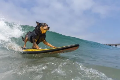 Imperial beach surf dog змагання з серфінгу серед собак в каліфорнії (surf) Imperial beach surf dog змагання з серфінгу серед собак в каліфорнії