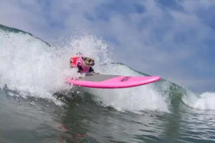 Imperial beach surf dog змагання з серфінгу серед собак в каліфорнії (змагання) Imperial beach surf dog змагання з серфінгу серед собак в каліфорнії