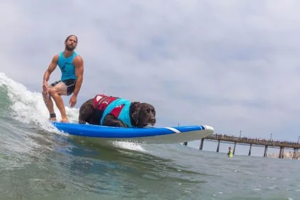 Imperial beach surf dog змагання з серфінгу серед собак в каліфорнії (beach) Imperial beach surf dog змагання з серфінгу серед собак в каліфорнії
