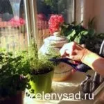 Штучне запилення томатів в домашніх умовах вручну (домашніх) Штучне запилення томатів в домашніх умовах вручну