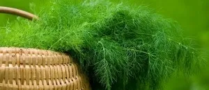 Ірга фото, корисні властивості і протипоказання, що приготувати з ірга (властивості) Ірга фото, корисні властивості і протипоказання, що приготувати з ірга