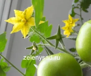 Штучне запилення томатів в домашніх умовах вручну (штучне) Штучне запилення томатів в домашніх умовах вручну
