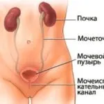 Дослідження кульовими щипцями, гінекологія (щипцями) Дослідження кульовими щипцями, гінекологія