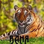 Іван, ваня, Ванюша, іван, вано всі картинки для тебе, картинки з іменами