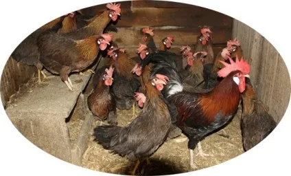 Італійська порода курей - опис куропаточной, фото і відео