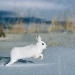 Як Новомосковскть сліди зайця на снігу фото і відео (сліди) Як Новомосковскть сліди зайця на снігу фото і відео