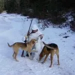 Як Новомосковскть сліди зайця на снігу фото і відео (Сліди біляка русака) Як Новомосковскть сліди зайця на снігу фото і відео