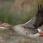 Як Новомосковскть сліди зайця на снігу фото і відео (зайця) Як Новомосковскть сліди зайця на снігу фото і відео