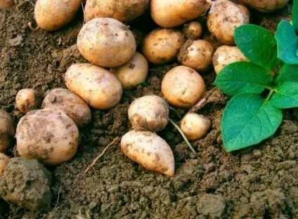 Як часто поливати картопля