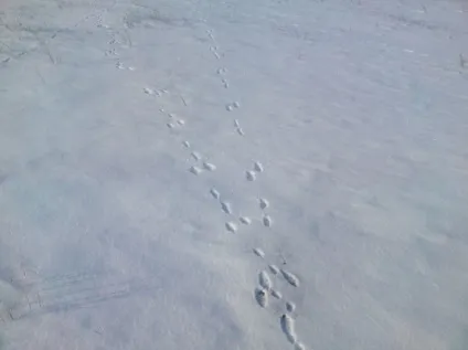 Як Новомосковскть сліди зайця на снігу фото і відео (Сліди біляка русака) Як Новомосковскть сліди зайця на снігу фото і відео