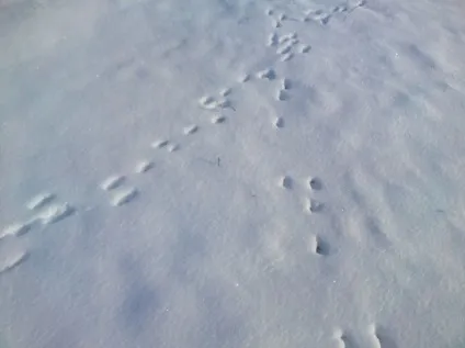 Як Новомосковскть сліди зайця на снігу фото і відео (читати) Як Новомосковскть сліди зайця на снігу фото і відео