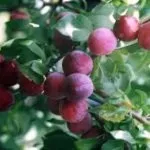 Які бувають мотоблоки види, моделі, відмінності