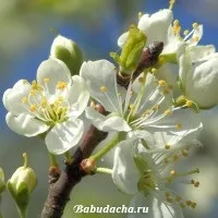Як і коли цвіте слива фото, опис, дача