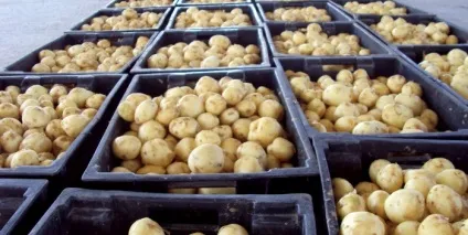 Як і де правильно зберігати картоплю