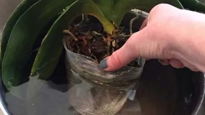 Як і коли поливати фаленопсис (фаленопсис) Як і коли поливати фаленопсис
