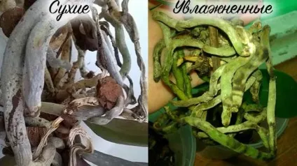 Як і коли поливати фаленопсис (поливати) Як і коли поливати фаленопсис