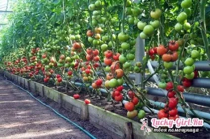 Як і коли садити помідори вирощування томатів на дачі (вирощування) Як і коли садити помідори вирощування томатів на дачі