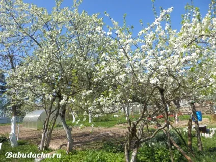 Як і коли цвіте слива фото, опис, дача