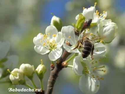 Як і коли цвіте слива фото, опис, дача