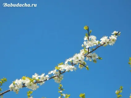 Як і коли цвіте слива фото, опис, дача