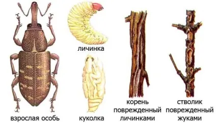 Як позбутися від довгоносиків в зерні методи боротьби з жуком (позбутися) Як позбутися від довгоносиків в зерні методи боротьби з жуком