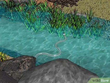 Як уникнути укусу змії (укусу) Як уникнути укусу змії
