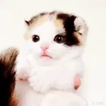кота