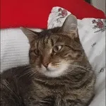 кота