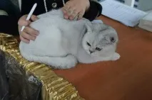 Виставка кішок Golden kitten - Наші результати kitten