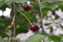 мене