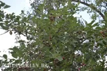само
