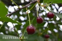 само