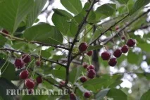 засвоюється