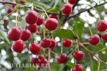 вишня