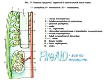 система